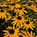 Rudbeckia Early Bird Gold