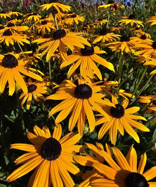 Rudbeckia Early Bird Gold