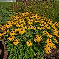 Rudbeckia Early Bird Gold