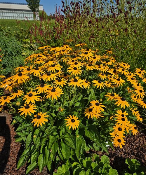 Rudbeckia Early Bird Gold
