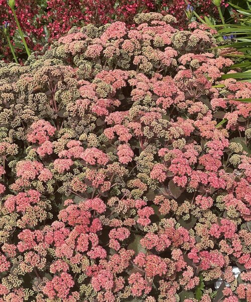 Sedum Coraljade