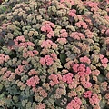 Sedum Coraljade