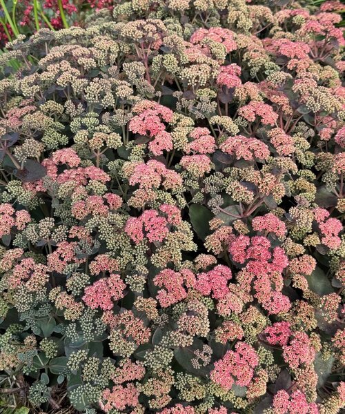 Sedum Coraljade
