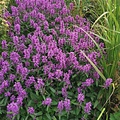 Stachys Summer Grapes