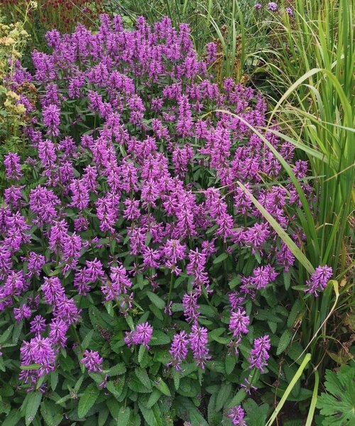 Stachys Summer Grapes