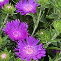 Stokesia Amethyst