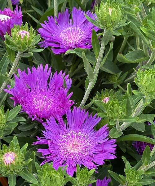 Stokesia Amethyst