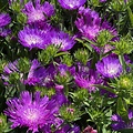 Stokesia Amethyst