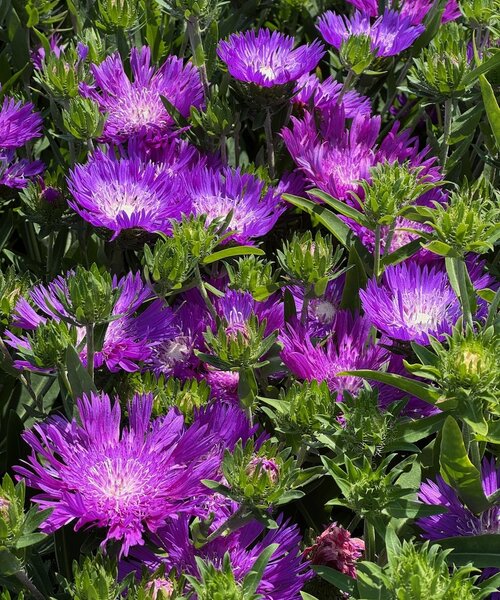Stokesia Amethyst