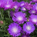 Stokesia Amethyst