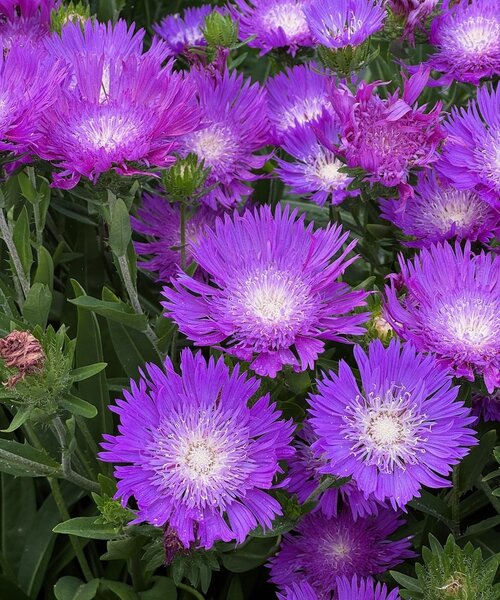 Stokesia Amethyst