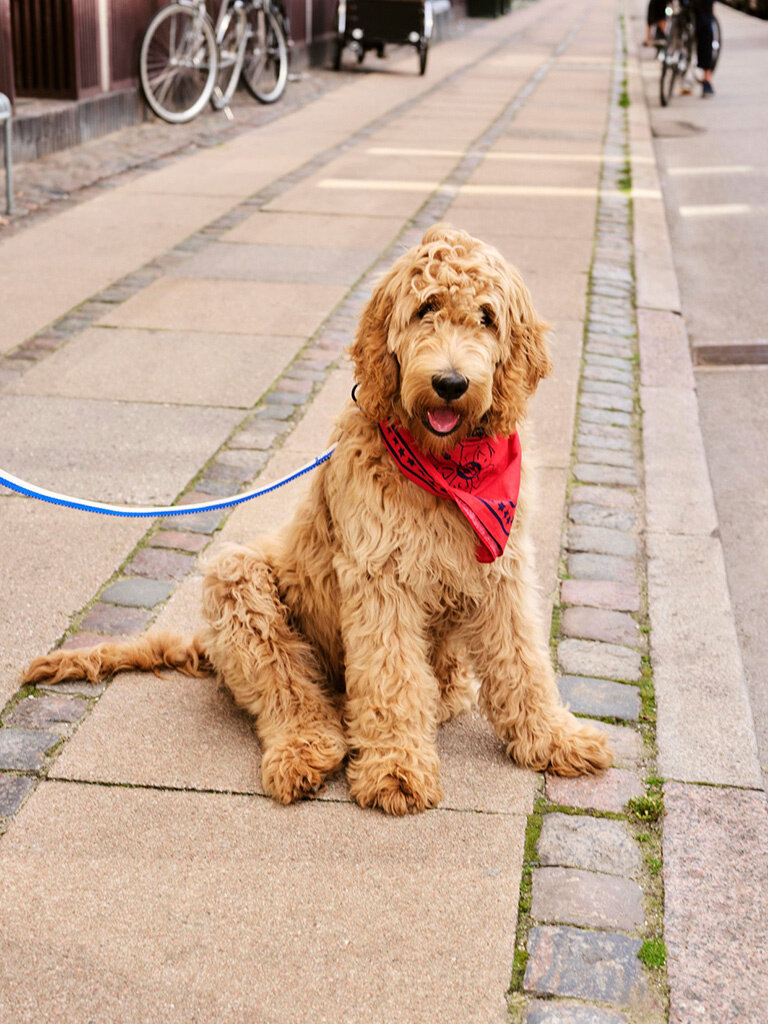 HAY Hay Dogs - Scarf