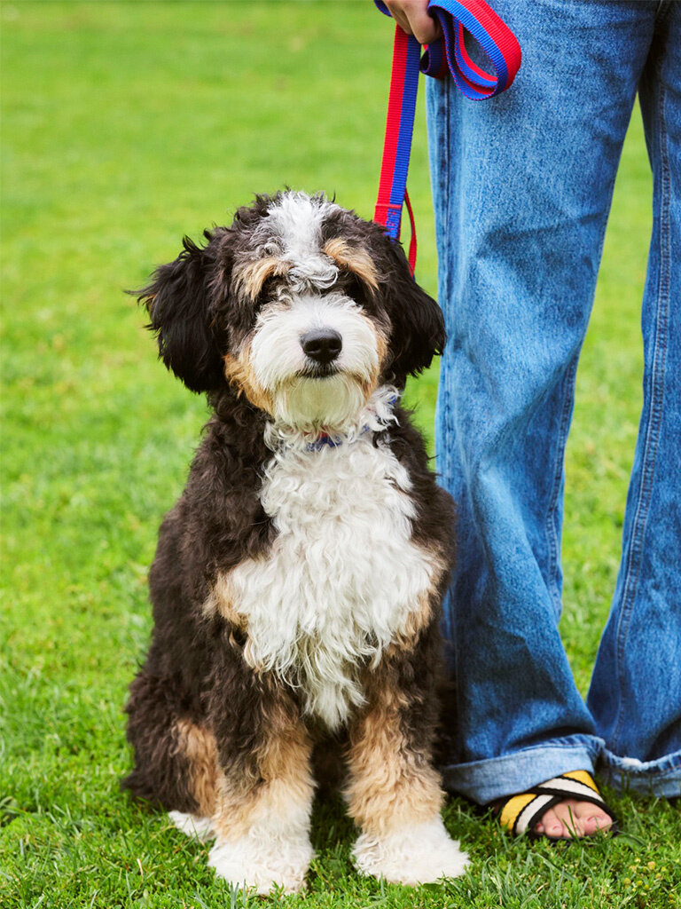 HAY Hay Dogs - Leash - Flat