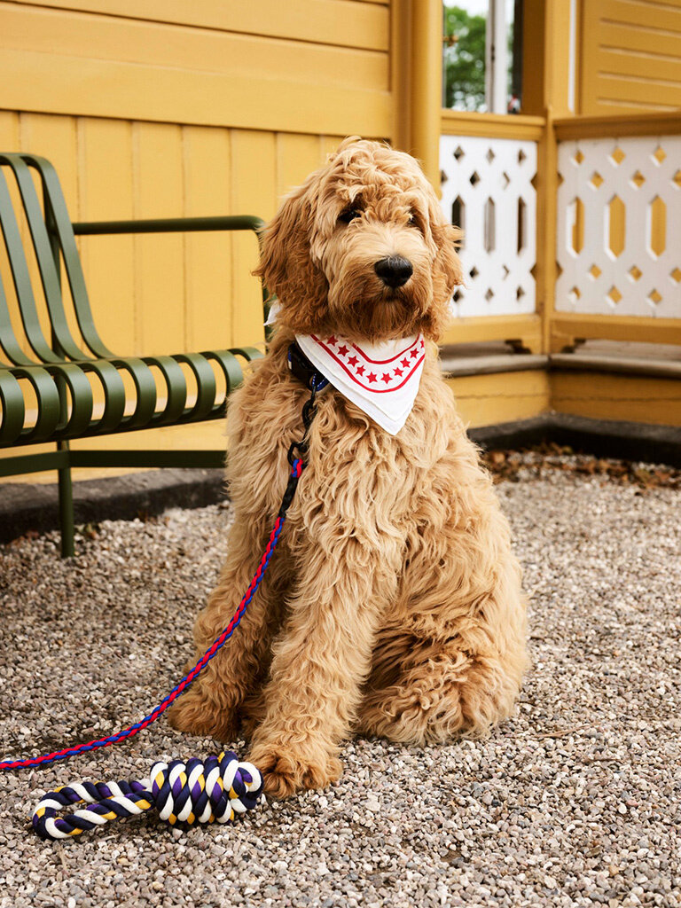 HAY Hay Dogs - Leash - Braided