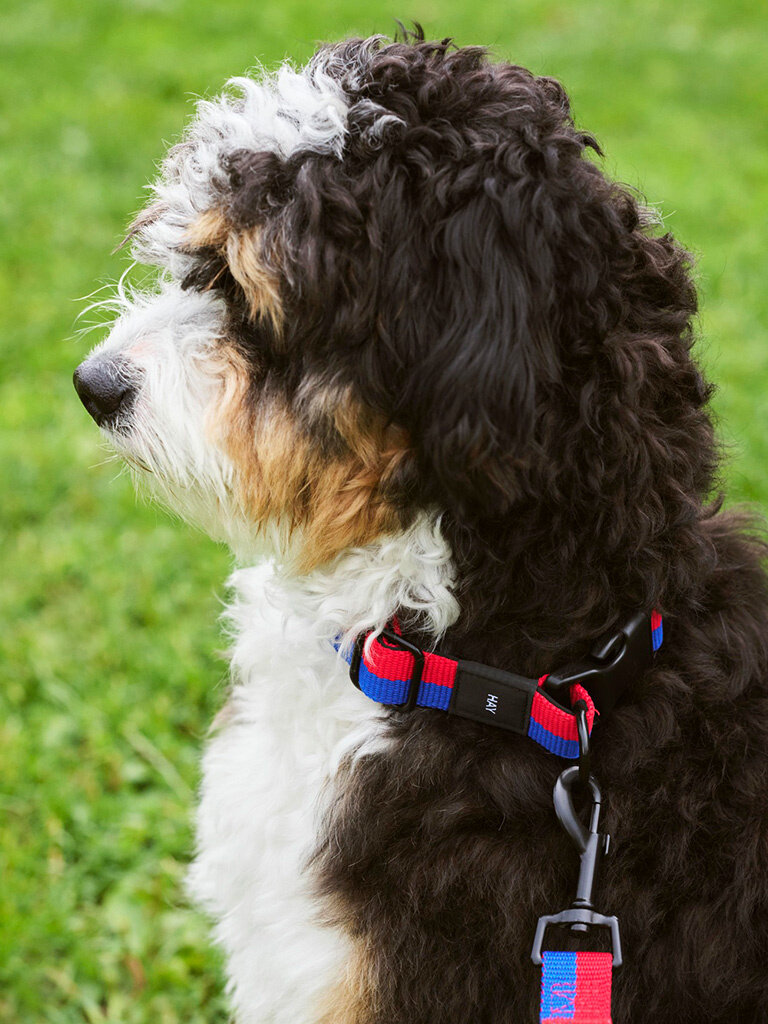 HAY Hay Dogs - Collar -  Flat