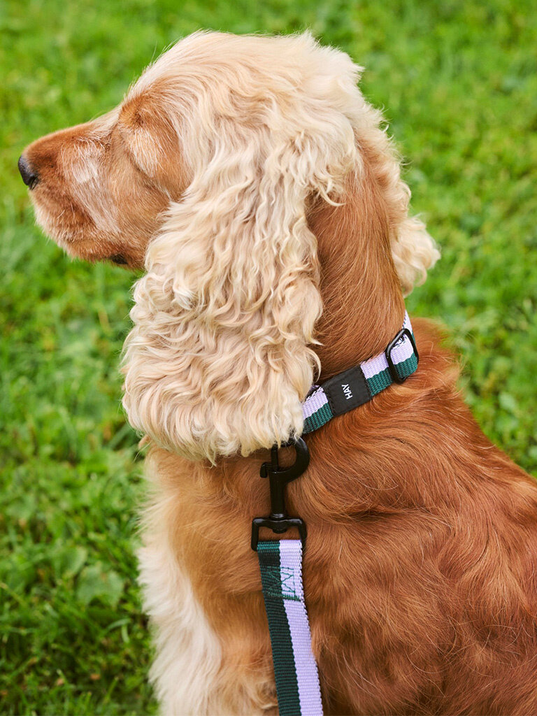 HAY Hay Dogs - Collar -  Flat