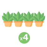 4 Plants