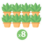 8 Plants