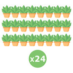 24 Plants