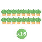 16 Plants