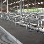 Noppenmatras grootvee