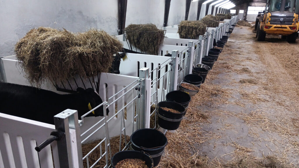 CalfOTel Combo kalver eenlingboxen