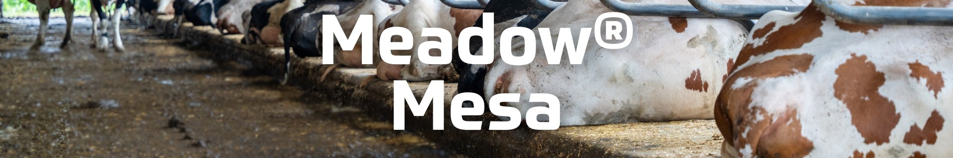 Meadow-Mesa-koematras