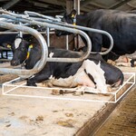 Meadow Mesa koematras Meadow Mesa koematras