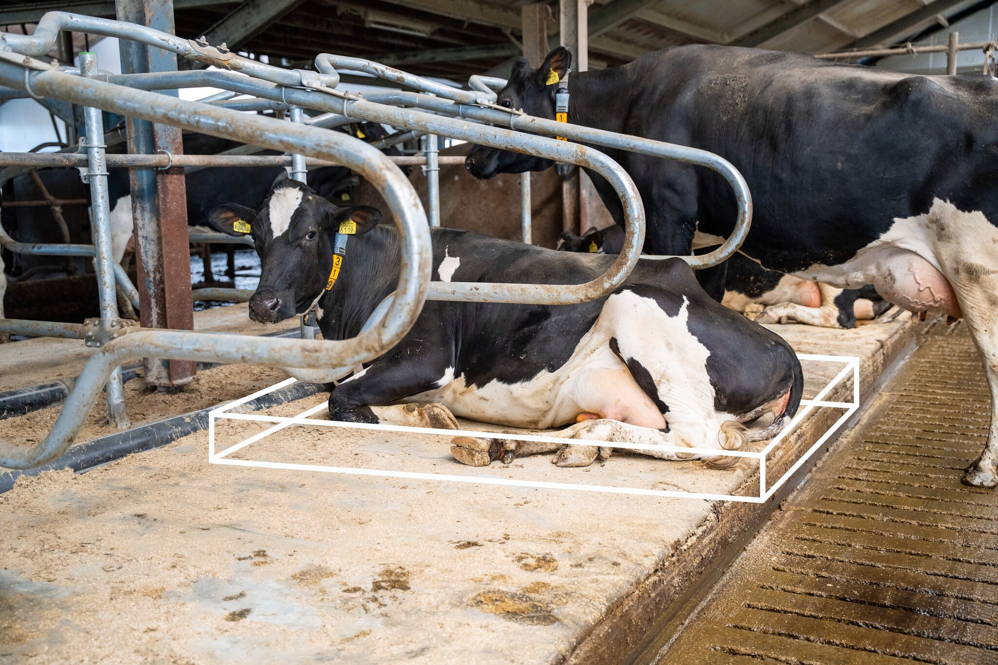 Tekening-Meadow-Mesa-koematras Tekening-Meadow-Mesa-koematras