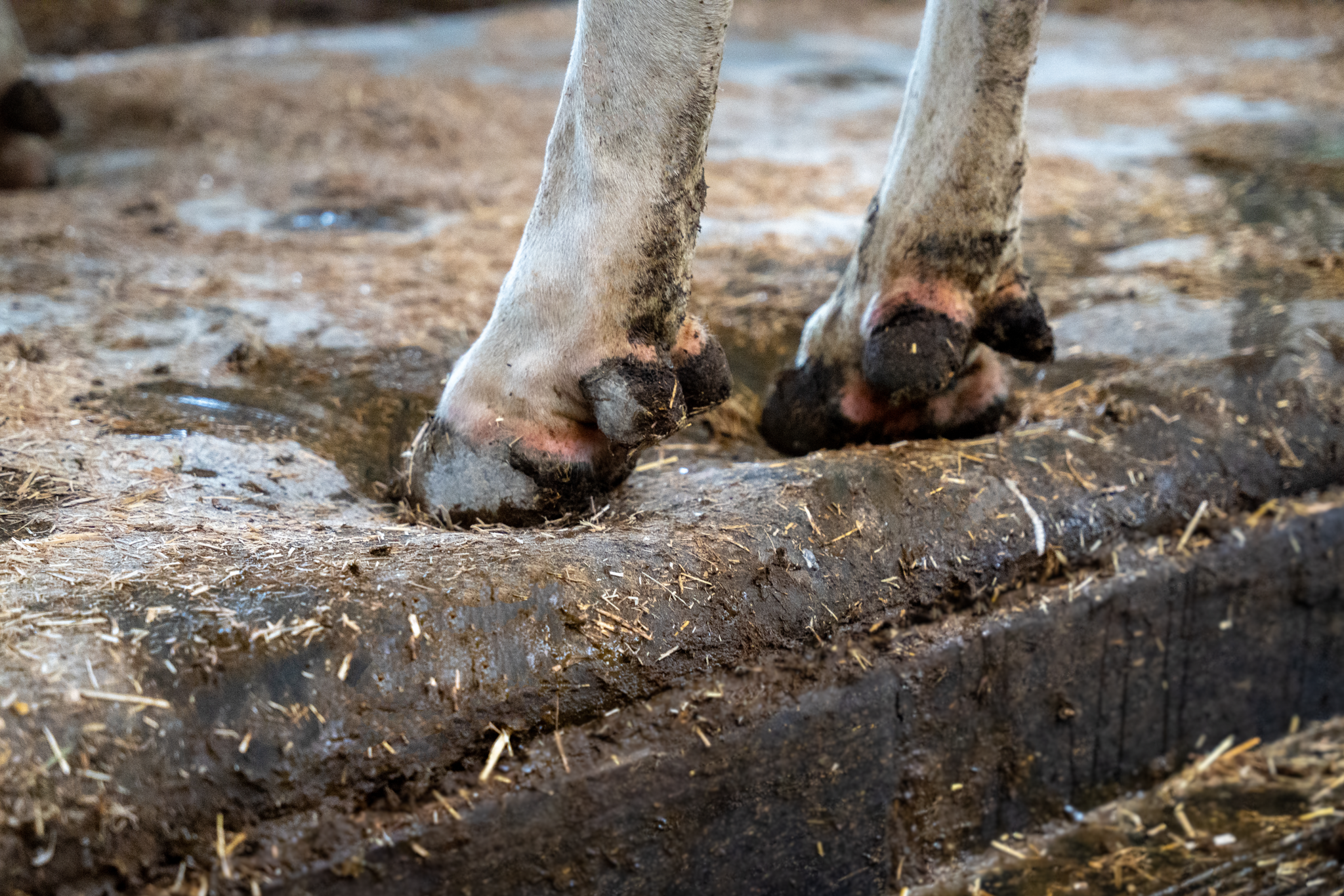 Veerkracht-Meadow-Mesa-koematras Spinder-Meadow-Mesa-veerkracht-koematras