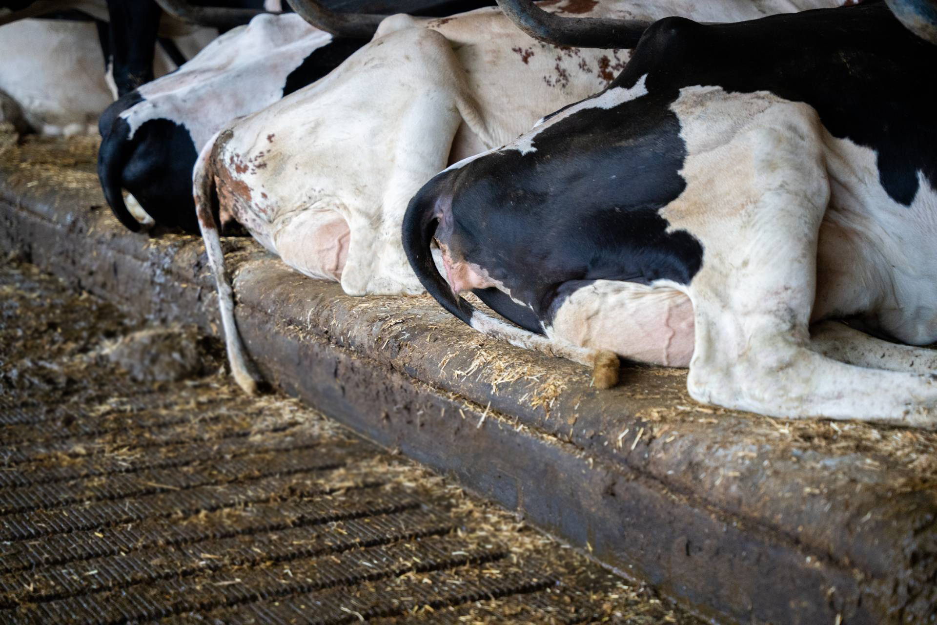 Spinder-Meadow-Mesa-ligcomfort Spinder-Meadow-Mesa-ligcomfort