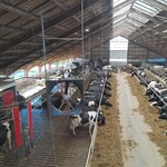 Lengteventilatie melkveestal in Denemarken