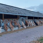 Inrichting vleesveestal in Oostelbeers