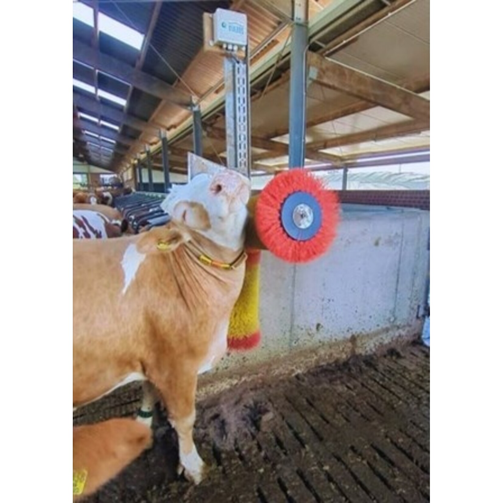 Suevia Koeborstel roterend Easycleaner DUO Suevia