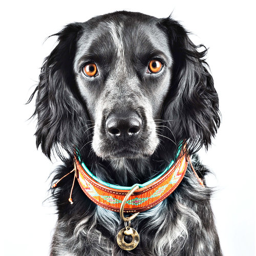 Tiger Lily Oranje Hondenhalsband met Kralen - Dog with a Mission