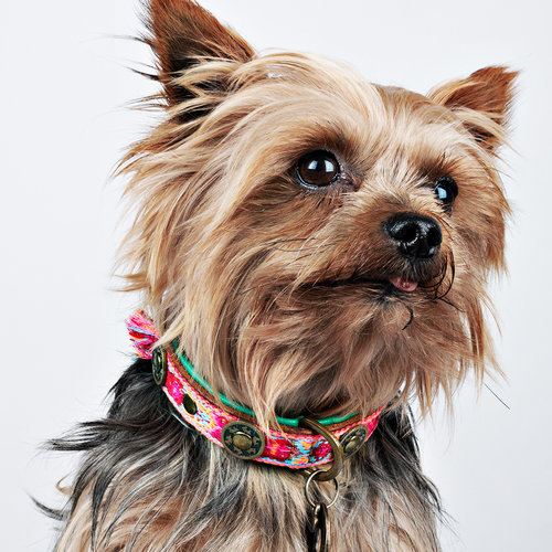 Collier pour chien Boho Rosa en cuir rose - Dog with a Mission