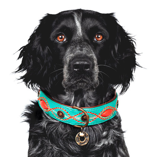 Janis Dog Collar Turquoise - Dog with a Mission