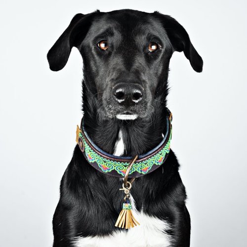 Dog with a Mission Montana Sky Collar