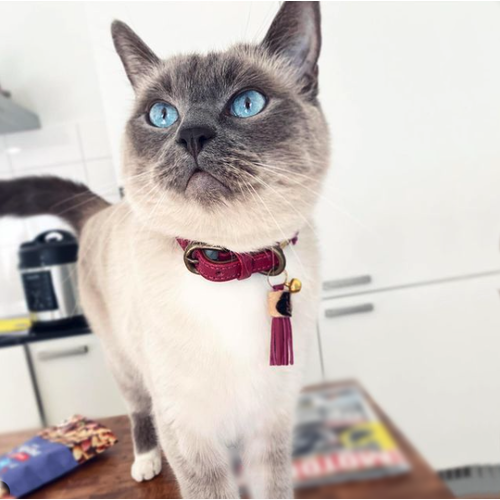 Lou Lou Cat collar