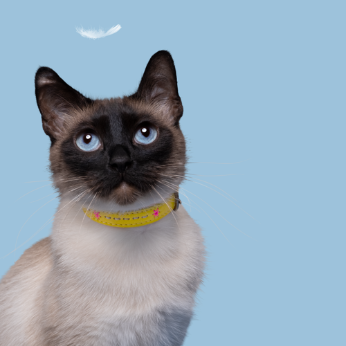 Ollie Cat Collar