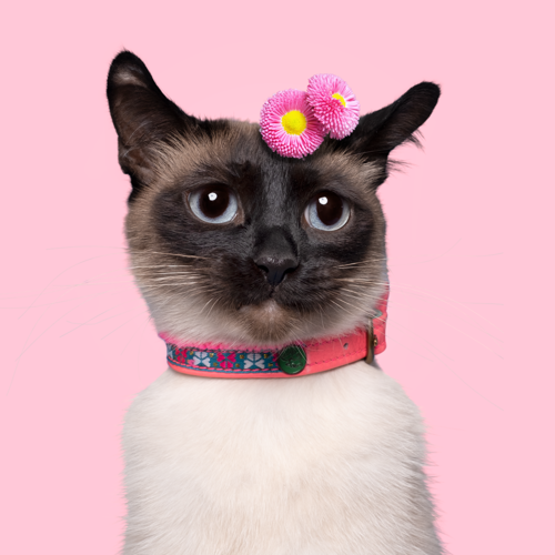 Missy Cat collar