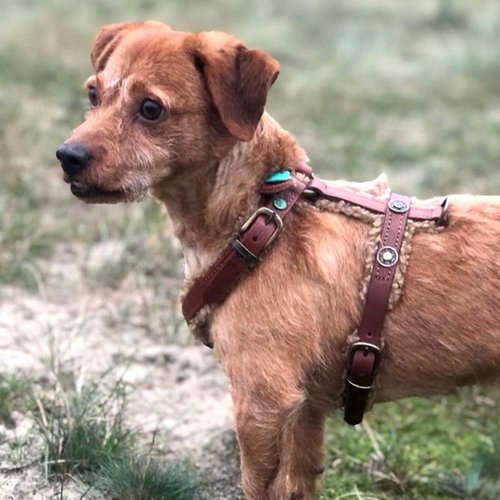 Teddy Hundegeschirr