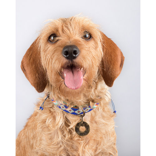Dog with a Mission Stella Blue Dog collar