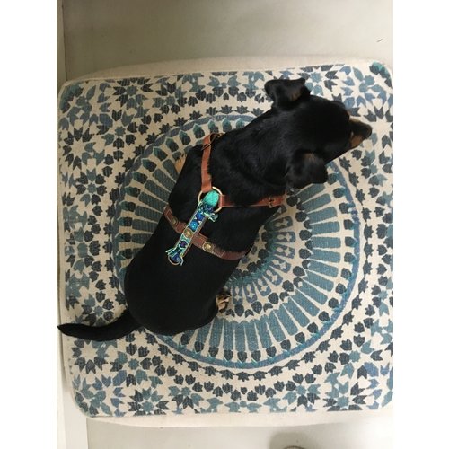 Boho Juan Dog Harness