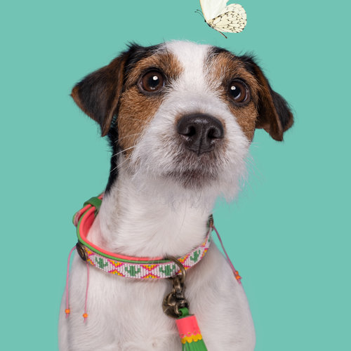 Green Tropical Summer Dog Collar with Beads - Dog with a Mission