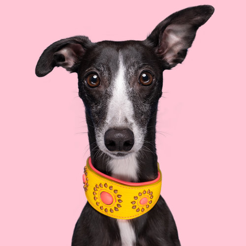 Jessy Collar Greyhound