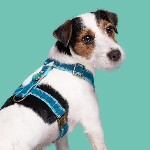 Dog with a Mission Storm Dog harness and leash