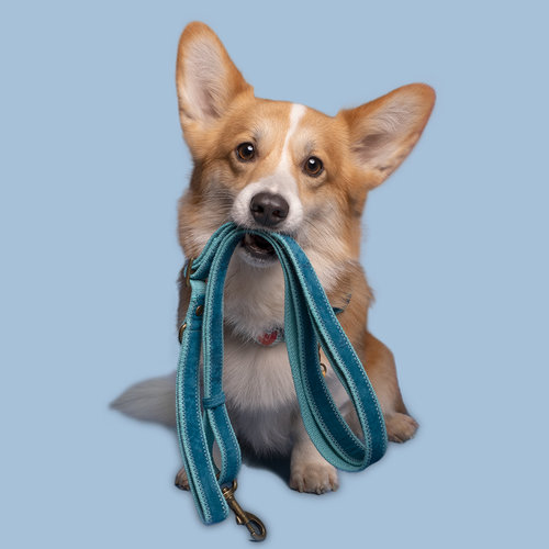 Storm Dog harness and leash