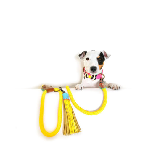 Sunny Dog Leash