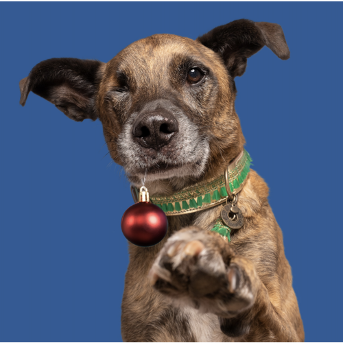 Green Party Animal Christmas Collar - Dog with a Mission